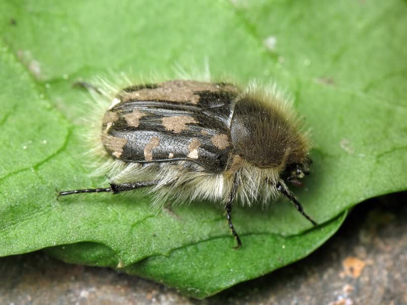 Tropinota hirta (Poda, 1761)